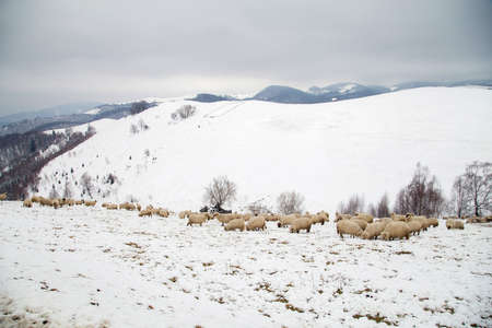 Rural landscape of the romanian sheepfold, at Sibiu countyの写真素材