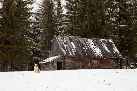 Rural landscape of the romanian sheepfold, at Sibiu countyの写真素材