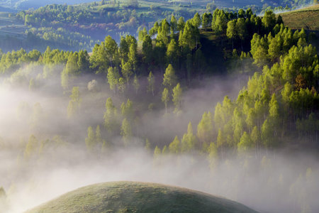 Spring foggy morning with trees on hills in Apuseni Mountains, Romaniaの写真素材