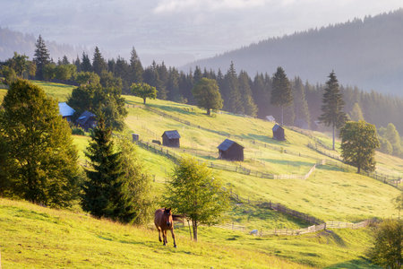 Summer sunrise in Bucovina, Romaniaの写真素材