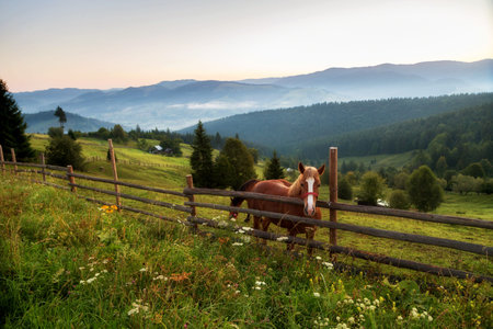 Summer sunrise in Bucovina, Romaniaの写真素材