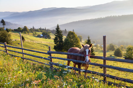 Summer sunrise in Bucovina, Romania