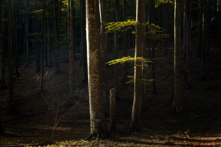 Autumn landscape of the beautiful forest, at sunrise