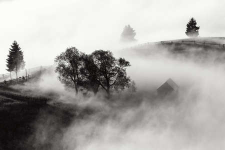 Summer foggy sunrise above the forestの写真素材