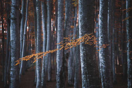Autumn landscape of the beautiful, colorful forestの写真素材