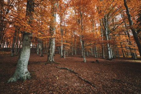 Autumn landscape of the beautiful, colorful forest