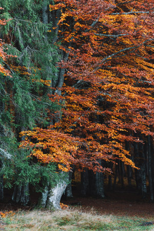 Autumn landscape of the beautiful, colorful forest