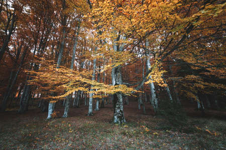 Autumn landscape of the beautiful, colorful forestの写真素材