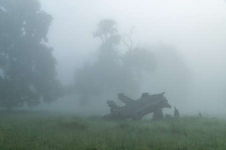 Summer landscape of Breite Oak Reserve, Romania. Secular oak forest near Sighisoaraの写真素材