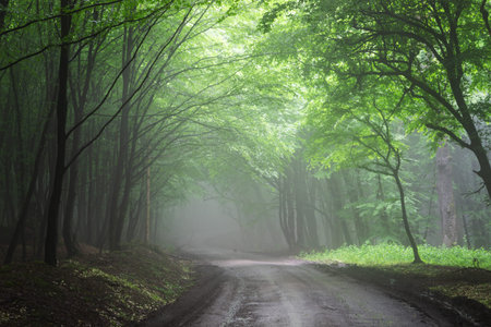 Summer landscape of a foggy forest, at sunrise