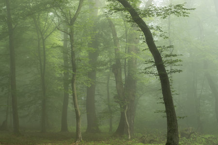 Summer landscape of a foggy forest, at sunrise