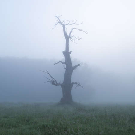 Summer landscape of Breite Oak Reserve, Romania. Secular oak forest near Sighisoaraの写真素材