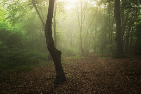 Foggy forest at sunrise