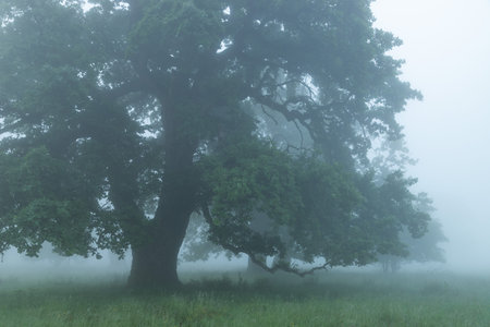 Summer landscape of foggy forest at sunrise