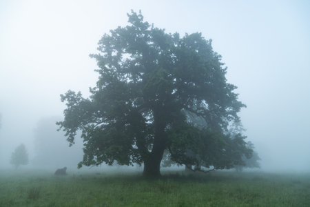 Summer landscape of Breite Oak Reserve, Romania. Secular oak forest near Sighisoaraの写真素材