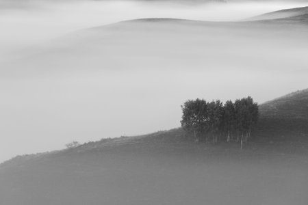 Autumn landscape of foggy forest
