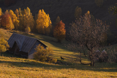 Mountain rural landscape with autumn colors In Brasov county, Romaniaの写真素材