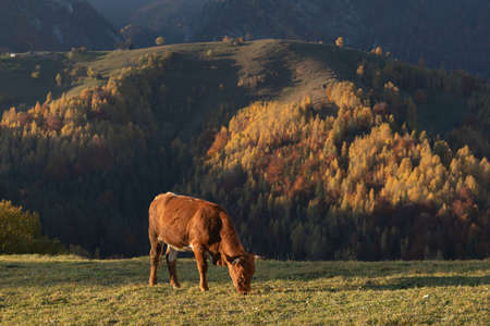 Cows grazing on the meadow in the mountains. Autumn landscape.の写真素材