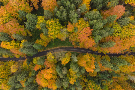 Aerial view of the mountain road in a beautiful pine and deciduous forest