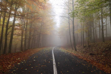 Autumn landscape of the mountain road, cutting through a foggy forestの写真素材