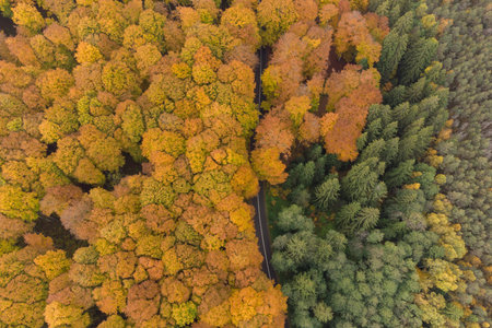 Aerial view of the mountain road in a beautiful pine and deciduous forest