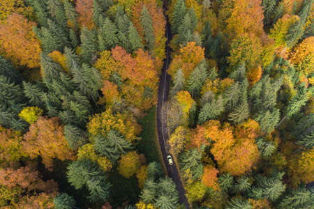 Aerial view of the mountain road in a beautiful pine and deciduous forestの写真素材