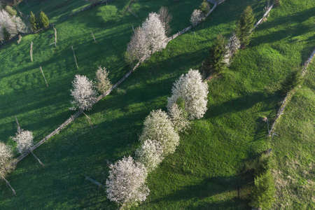 Spring rural landscape with blooming trees in the mountain area, of Bucovina - Romania. Blooming cherries in sunset light on a beautiful green hillの写真素材