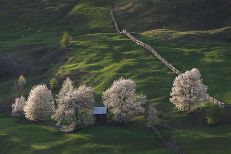 Landscape with blooming trees and wooden fence on the hill.の写真素材