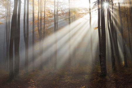 Autumn forest with sunbeams and fog in the morning.の写真素材