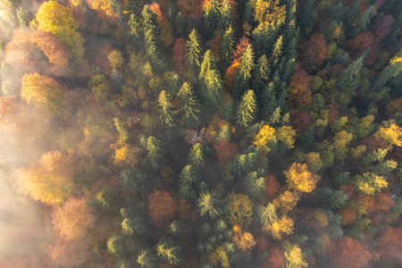 Aerial view of autumn forest with colorful trees and fog in the morning