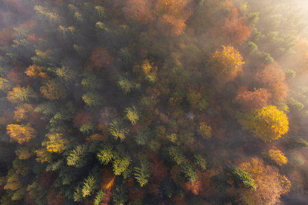 Aerial view of autumn forest in foggy morning. Top viewの写真素材