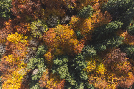 Aerial view of autumn forest with colorful trees. Top view.の写真素材