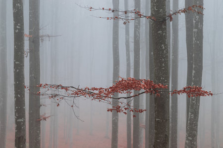 Misty forest with red leaves on a foggy day in autumnの写真素材