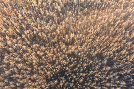 Aerial view of autumn forest with yellowed grass. Top view