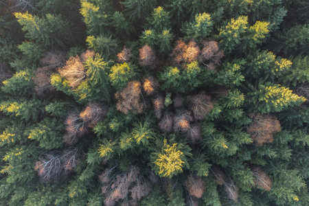 Aerial view of pine tree forest in autumn season. Top view
