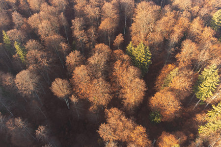 Aerial view of autumn forest with colorful trees. Drone photography.