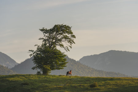Horse under a tree in the meadow with the mountain in the background