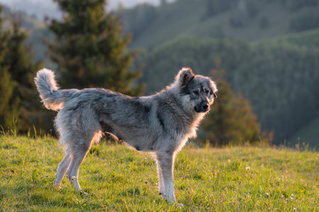 Portrait of an Carpathian shepherd in the fieldの写真素材