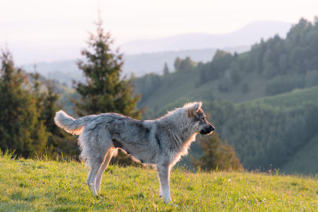 Carpathian shepherd dog standing on the meadow in the mountains at sunset
