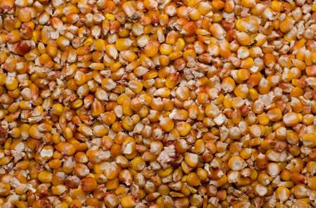 cornの写真素材