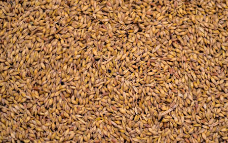 wheatの写真素材