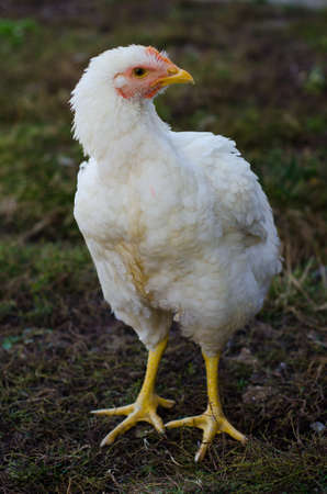 chickenの写真素材