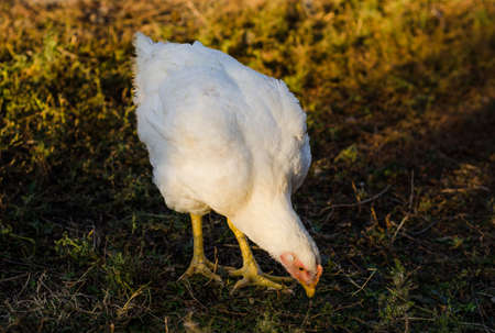 chickenの写真素材