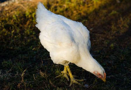 chickenの写真素材