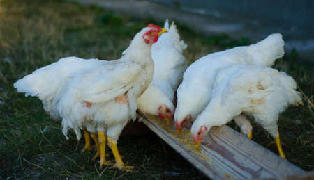 chickenの写真素材