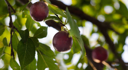 plumの写真素材