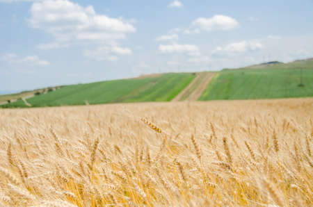 Wheat field with a green landscape background and a blue skyの写真素材