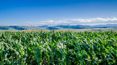 Corn field with an idilic blue mountain view in the background