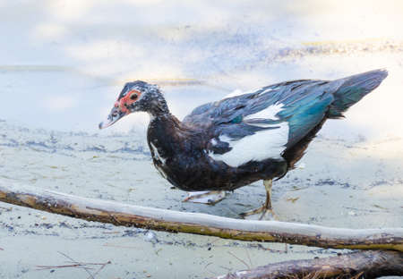 Brown duck on sand at the beach with a stickの写真素材