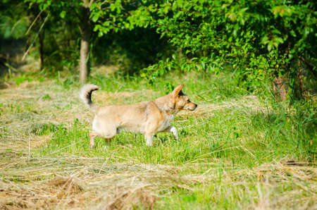Puppy dog looking for something in a rural garden on a sunny summer day with fresh green grass and trees on the backgroundの写真素材